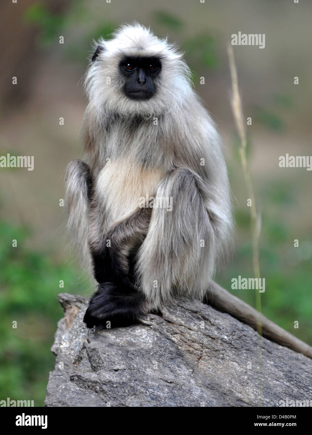 Une gray langur (Semnopithecus priam) est un singe de l'Ancien Monde, l'une des espèces de langurs, au Parc National de Kanha. Banque D'Images