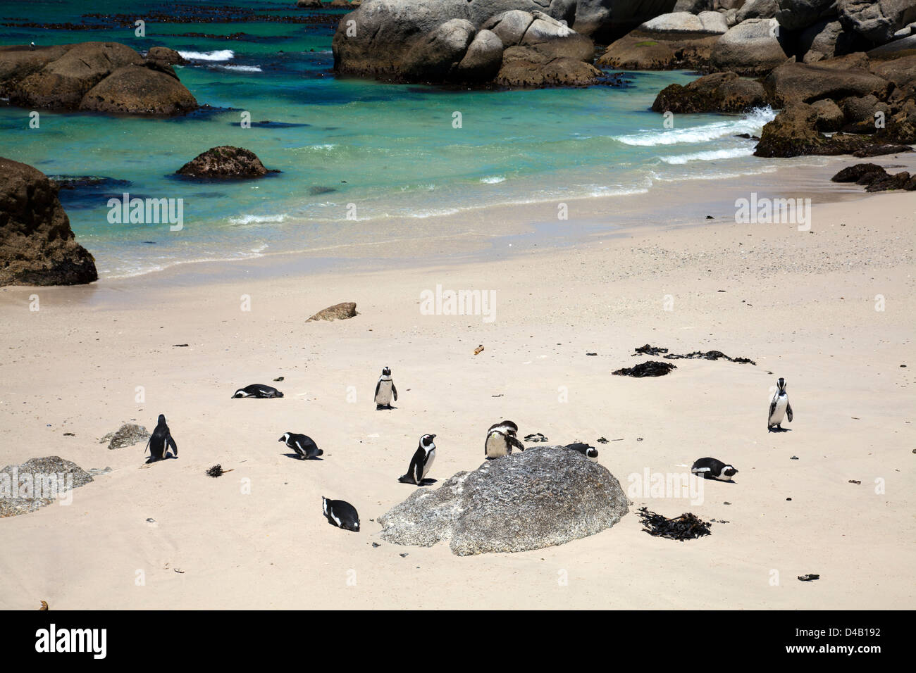 La plage de Boulders pingouins à Western Cape - Afrique du Sud Banque D'Images