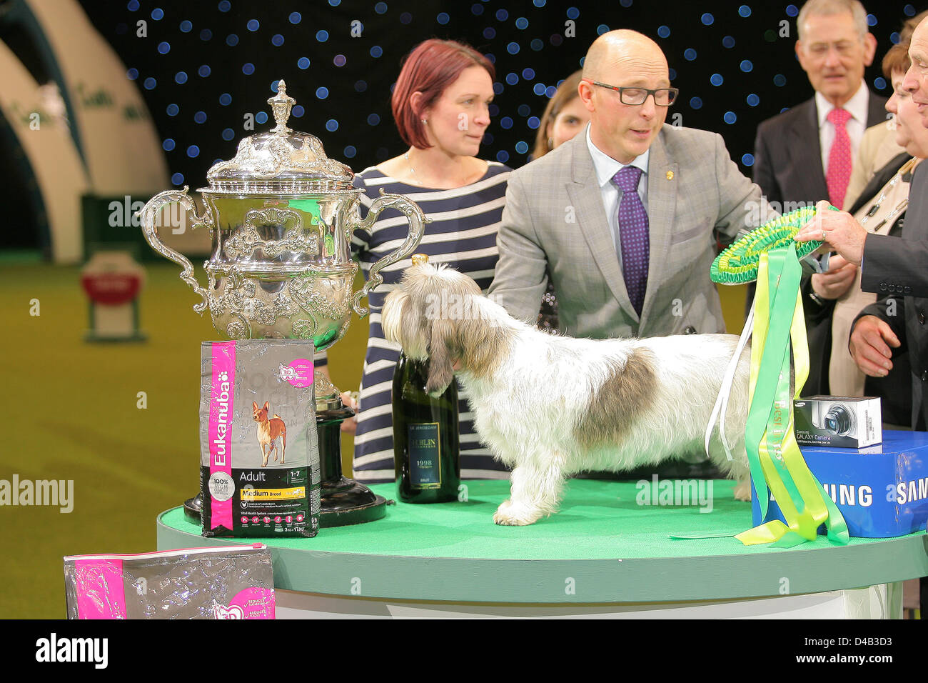 Birmingham, UK. 10 mars 2013. Petit Basset Griffon Vendéen remporte le meilleur de race. Crufts 2013 au NEC de Birmingham. Crédit : Paul talbot / Alamy Live News Banque D'Images