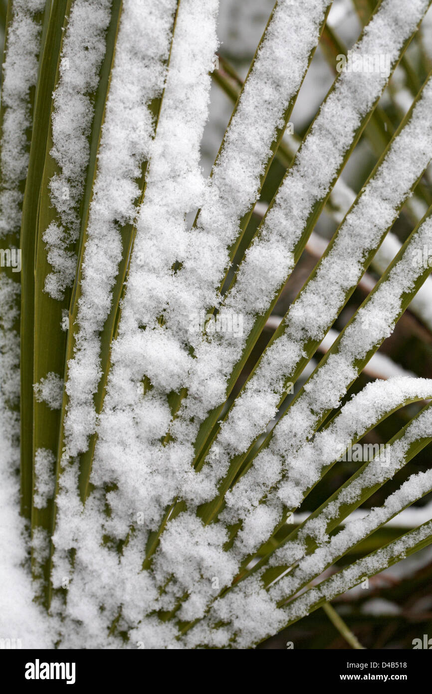 Bournemouth, Royaume-Uni, 11 mars 2013. Plantes couvertes de neige dans le jardin de Bournemouth, Dorset UK - neige sur trachycarpus forttei, palmier de ventilateur, palmier de chusan Banque D'Images