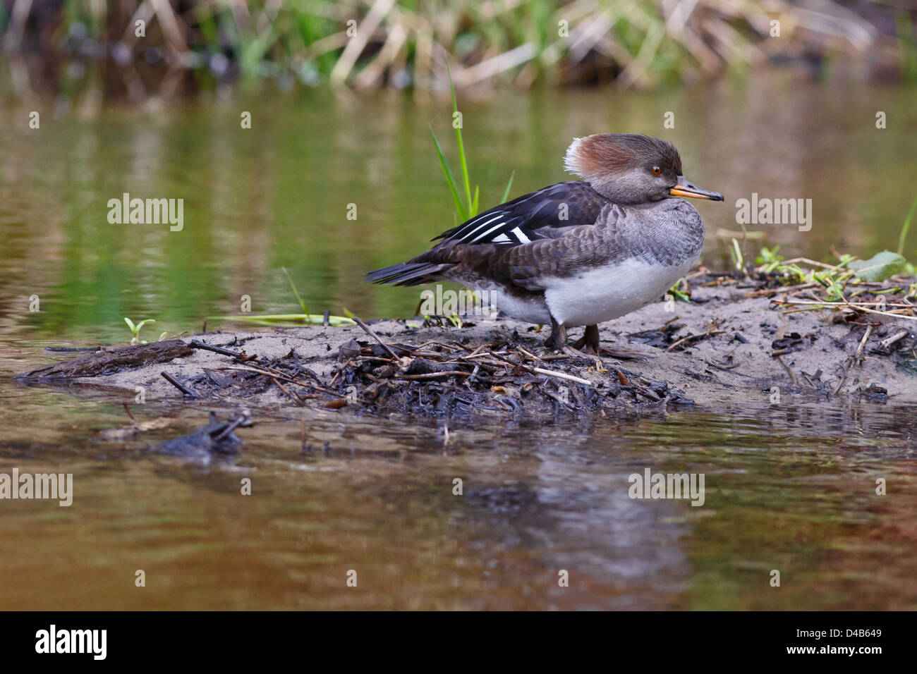 Femme canard Bec-scie en appui sur une barre de sable Banque D'Images