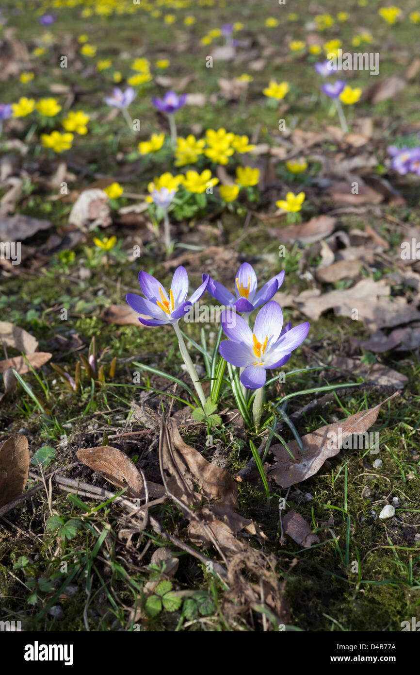 Blooming crocus et celandines sur une prairie au printemps Banque D'Images