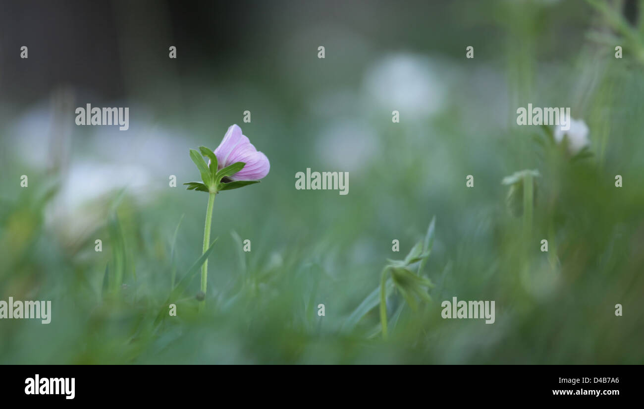 Anemone coronaria anémone coquelicot Banque D'Images
