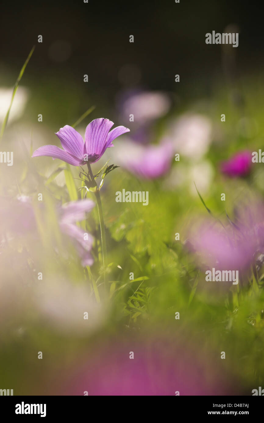 Anemone coronaria anémone coquelicot Banque D'Images
