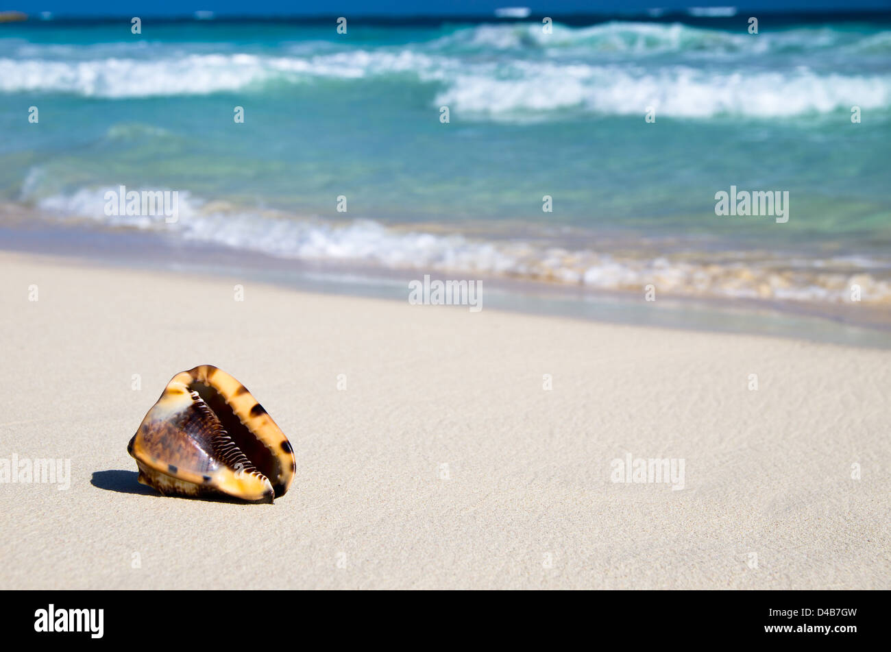 Le Seashell beach ocean . Nature Banque D'Images