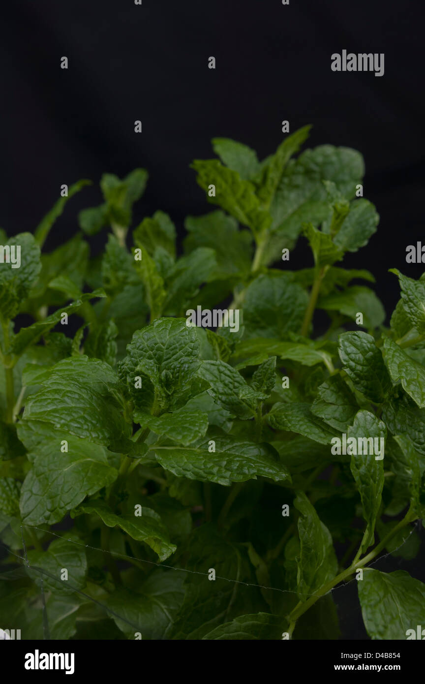 La menthe fraîche isolé sur un fond noir Banque D'Images