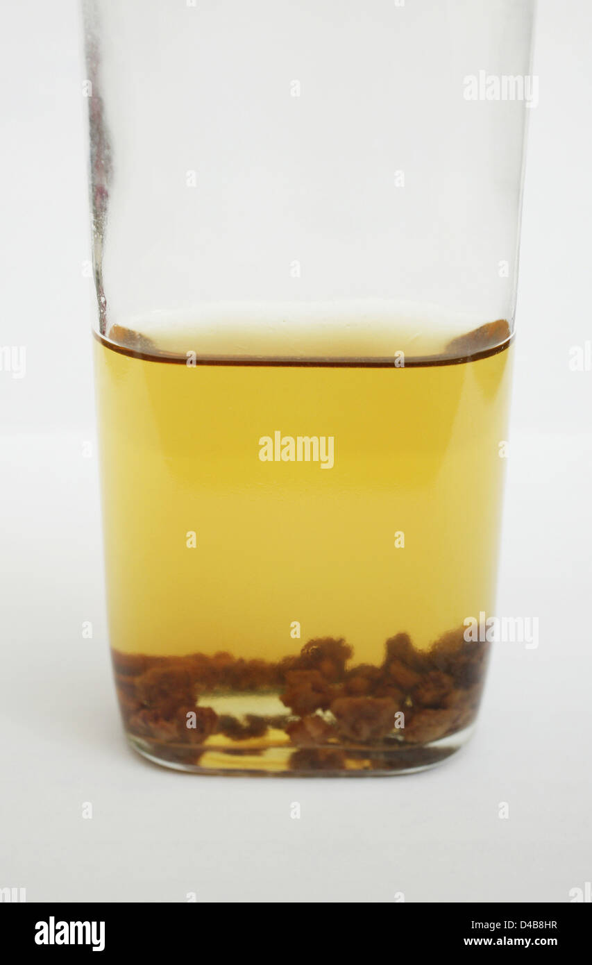 Ces présence pourrait avoir été transmise de parties spécifiques du corps et dans le sang. Banque D'Images