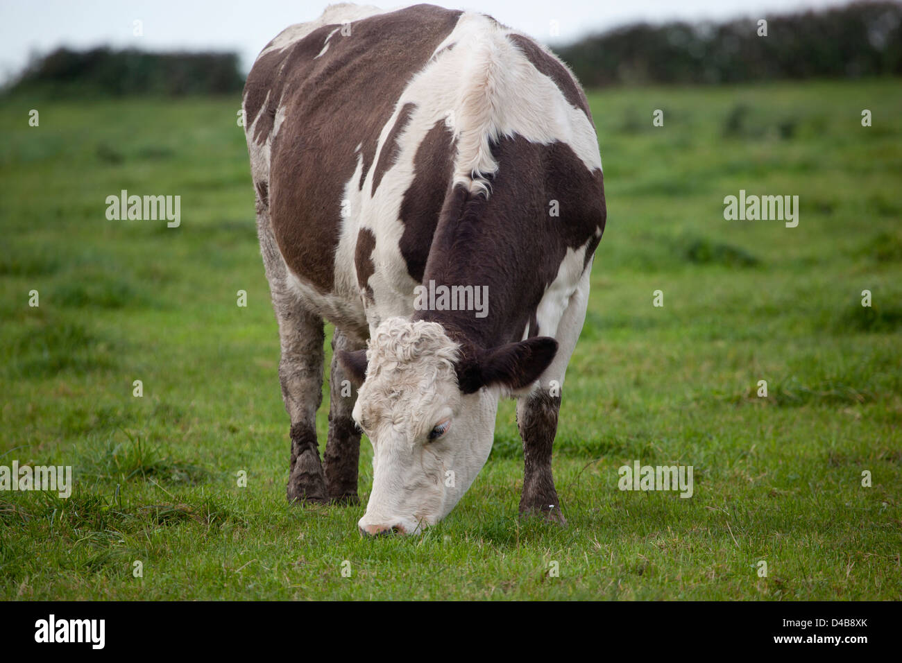 Vache dans le champ Banque D'Images