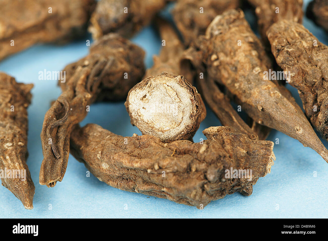 Substance toxique Aconit Aconitum napellus racines tubéreuses séché acontine contient des alcaloïdes potentiellement mortels causes connexes Banque D'Images