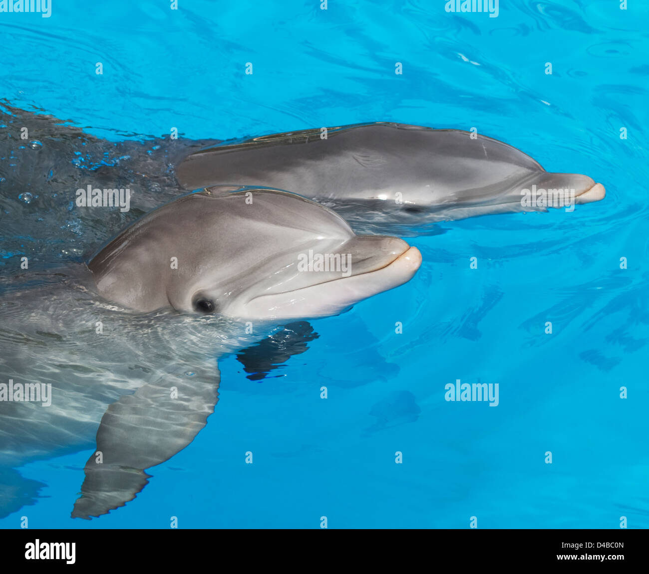 Paire de dauphins formés au Delphinarium, l'hôtel Mirage, LV Banque D'Images