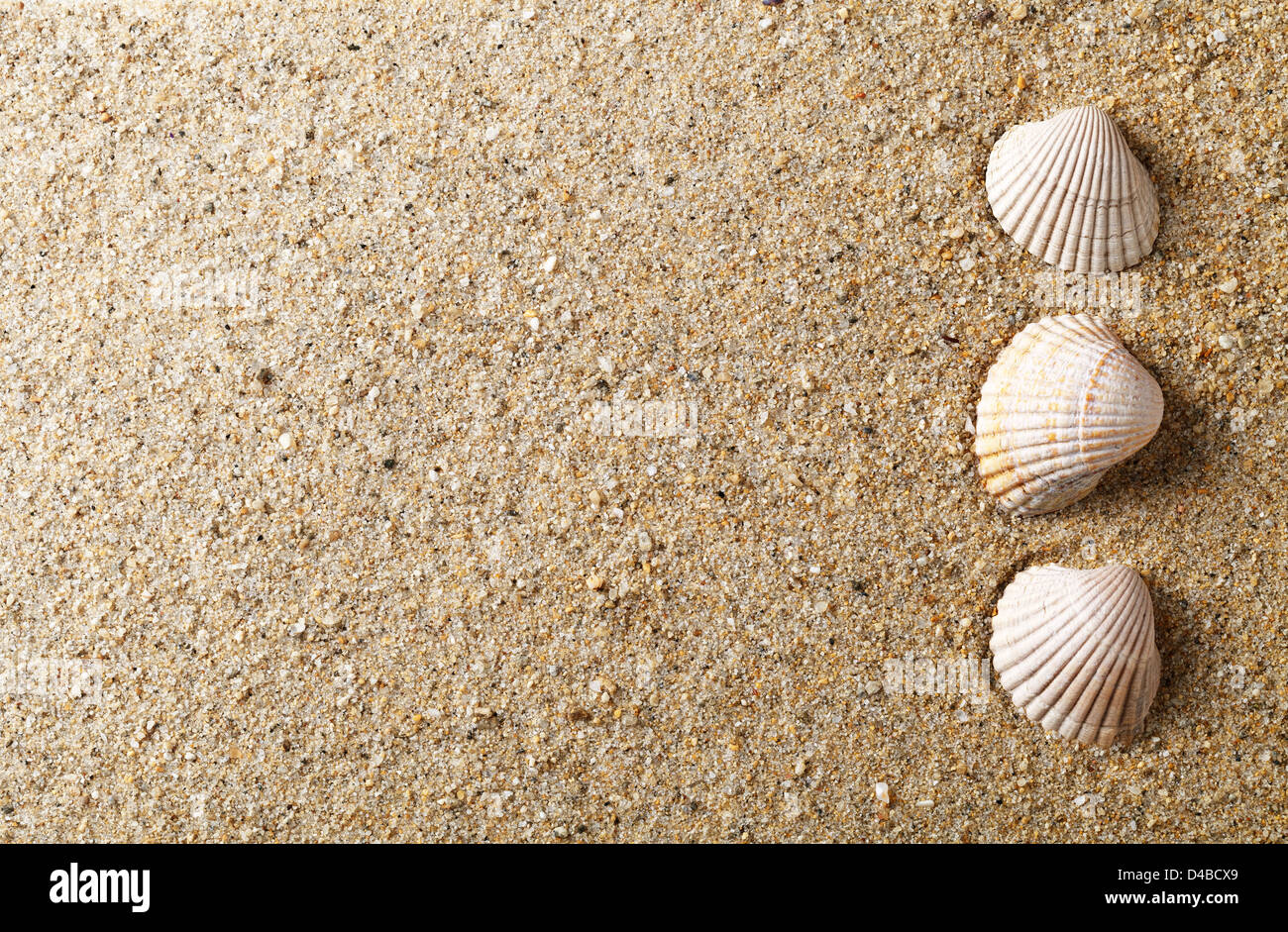 Des coquillages sur le sable. Fond de plage d'été avec l'exemplaire de l'espace. Vue d'en haut Banque D'Images