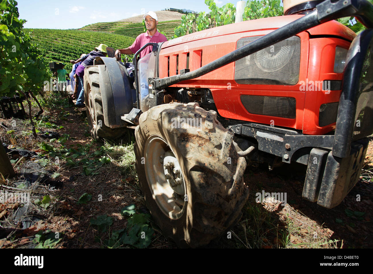 Tracteur rouge en roulant entre les vignes de raisins blancs que sont cueillis et récoltés pour le vin Banque D'Images