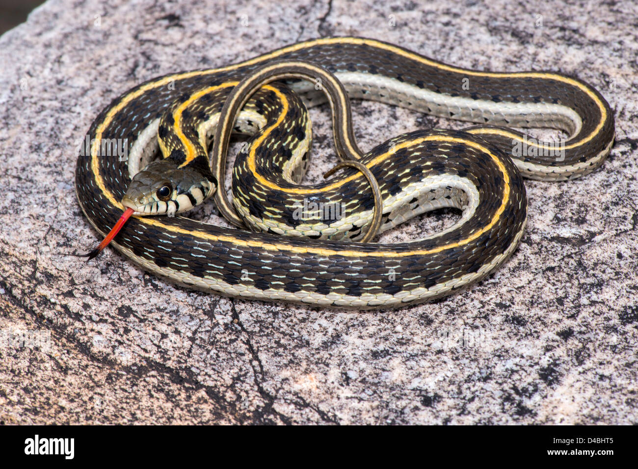 Black-necked Couleuvre rayée Thamnophis cyrtopsis Cochise Stronghold, Dragoon Mountains, Arizona, United States 3 Septembre Banque D'Images