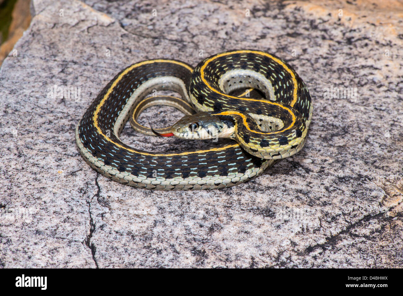 Black-necked Couleuvre rayée Thamnophis cyrtopsis Cochise Stronghold, Dragoon Mountains, Arizona, United States 3 Septembre Banque D'Images