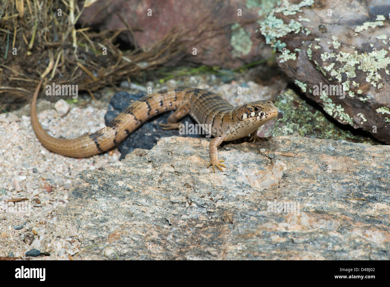 Lézard alligator Madrean Elgaria kingii nobilis Huachuca Mountains, Comté de Cochise, Arizona, United States 9 Octobre des profils Banque D'Images
