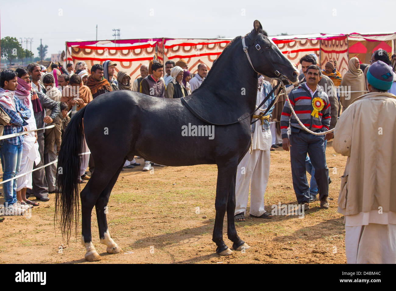 Concours de chevaux, bétail Nagaur, équitable, Nagaur Rajasthan, Inde Banque D'Images