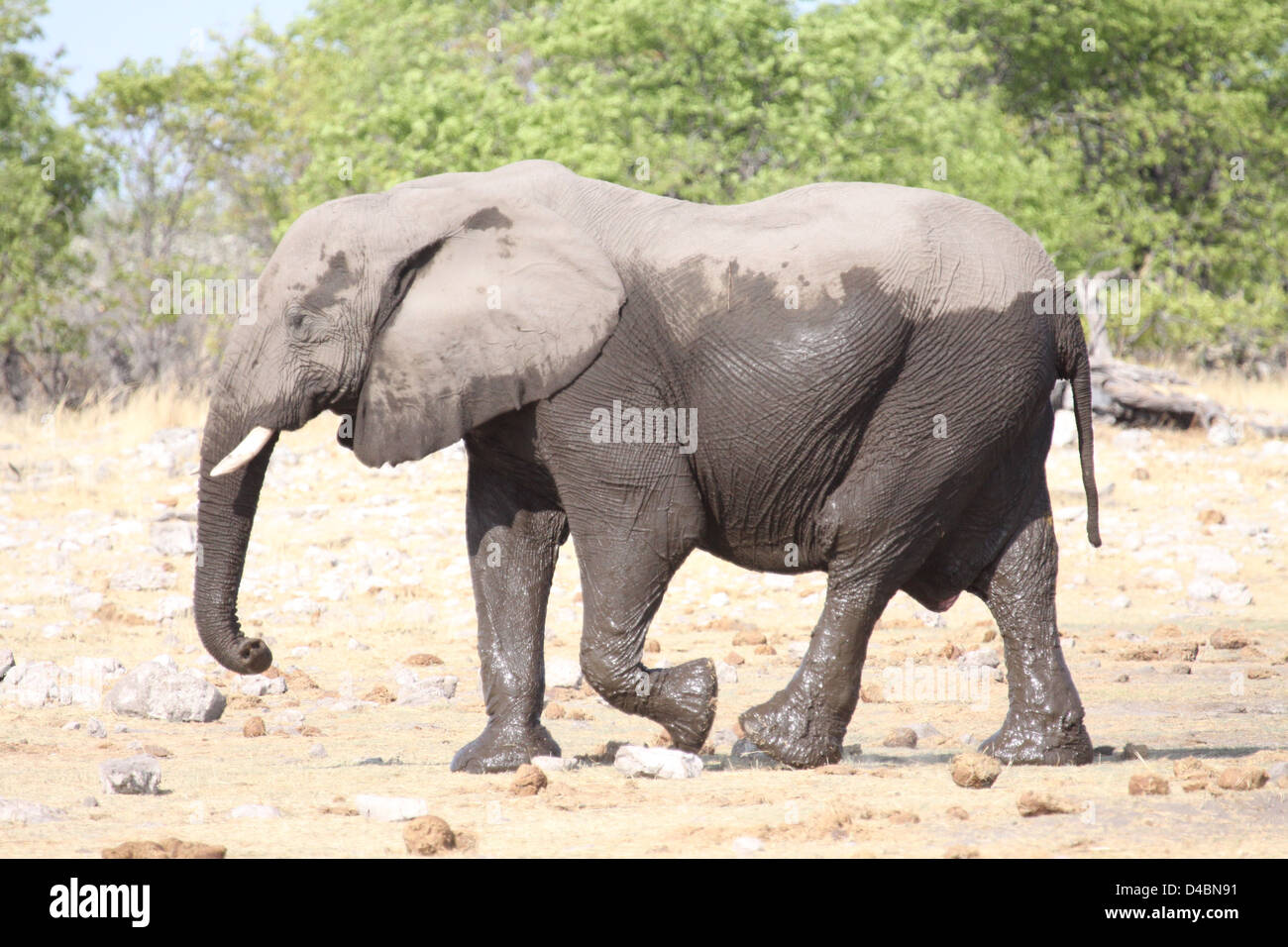 Éléphant à Waterhole, Etosha National Park, Namibie Banque D'Images