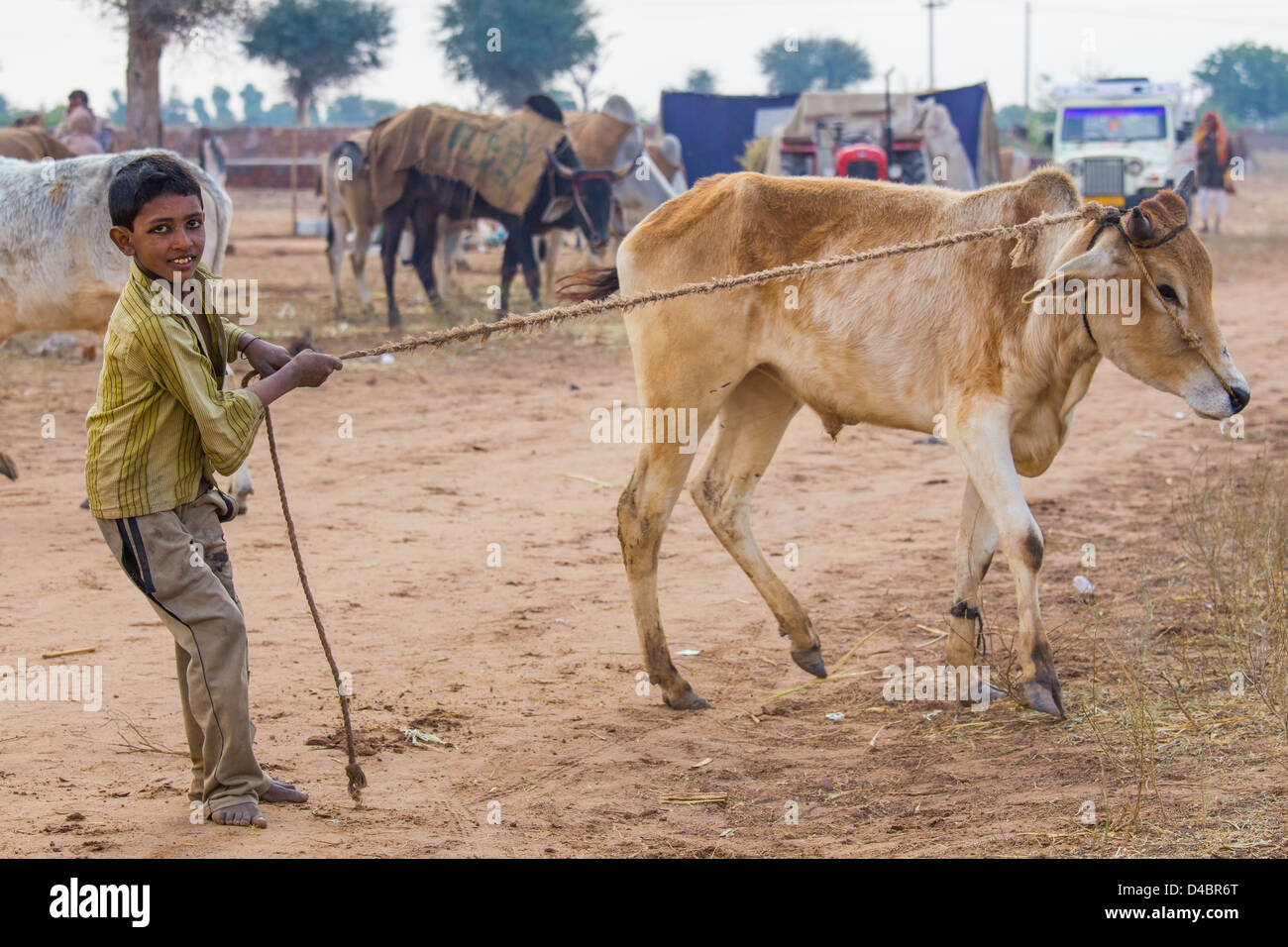 Garçon, une vache de manutention du bétail Nagaur, équitable, Nagaur Rajasthan, Inde Banque D'Images
