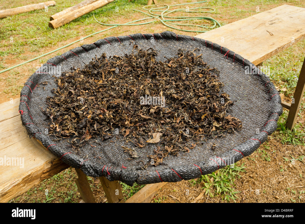 Les feuilles de thé s'asseoir dans un panier rond, plat, à sécher au soleil Banque D'Images
