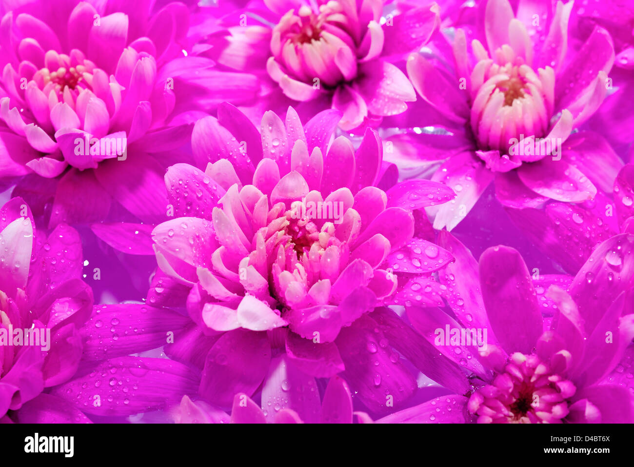 Libre tourné d'un beau pourpre fleurs daisy dans l'eau floting Banque D'Images