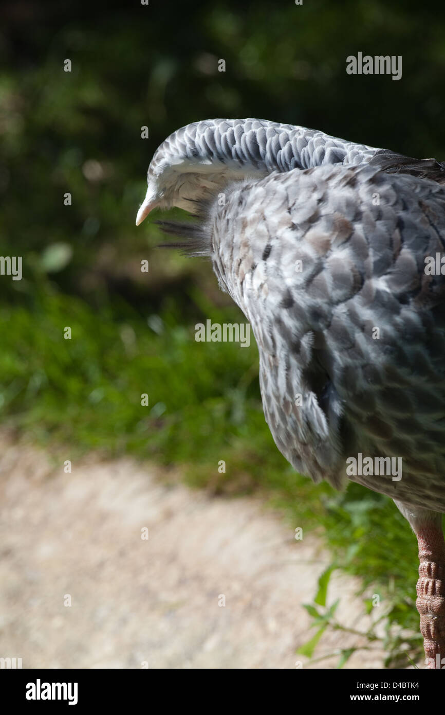 Crested ou le sud de Screamer Chauna torquata. Banque D'Images