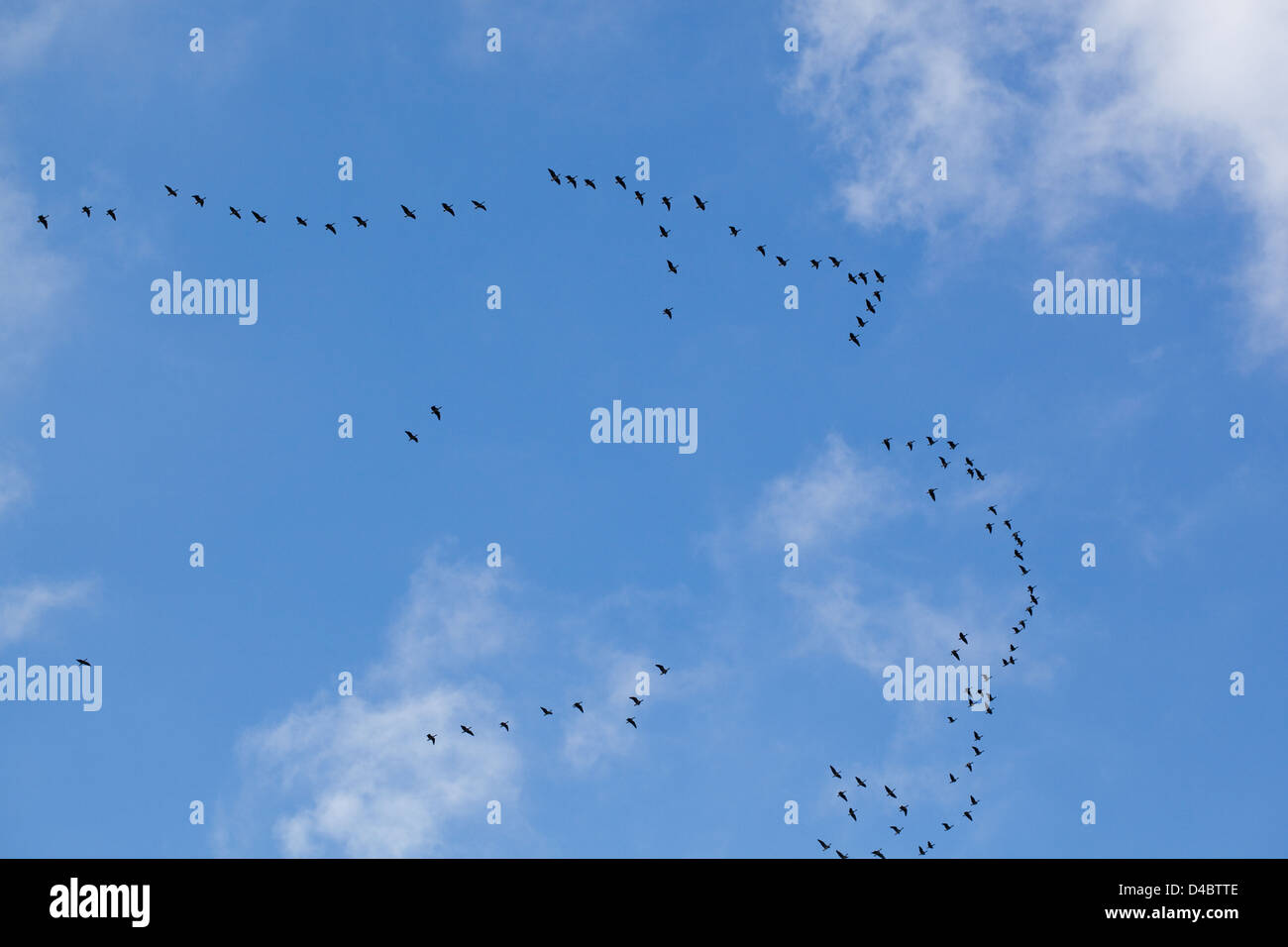 Les Oies à bec court (Anser brachyrhynchus). Échevettes, composé d'unités familiales, un vol en V formation. Ingham, Norfolk. Banque D'Images