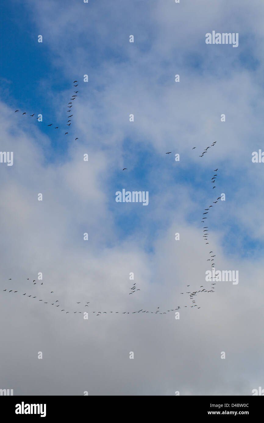 Les Oies à bec court (Anser brachyrhynchus). Échevettes, composé d'unités familiales, un vol en V formation. Ingham, Norfolk. Banque D'Images