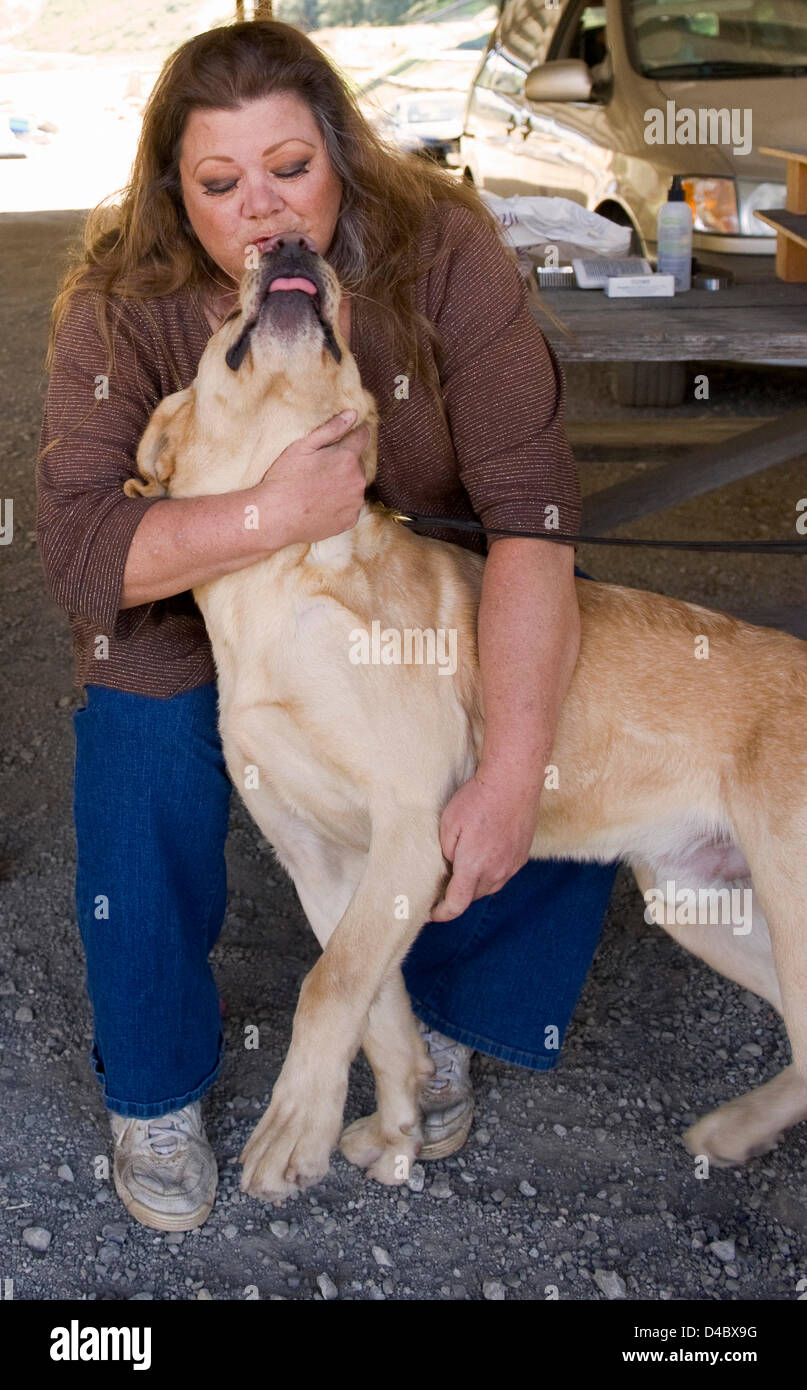 01 mars 2013 - Santa Paula, CA, US - Après une invitation du Search Dog Foundation, Steve Burhoe (non représenté) et Sherri Skanes rencontrez Tanner, un golden labrador nommé pour leur fils, Stephen Tanner Burhoe, qui, à l'âge de 10 ans, a recueilli de l'argent pour la recherche Dog Foundation dans les semaines qui ont suivi l'attentat du 11 septembre. Les deux jambes Tanner est en ce moment à marine boot camp dans le sud de la Californie. Le SDF est une organisation non gouvernementale à but non lucratif qui renforce la préparation aux catastrophes dans les Etats-Unis en partenariat avec les gestionnaires des chiens secourus pompier pour trouver des personnes enterrées vivantes dans le wrecka Banque D'Images