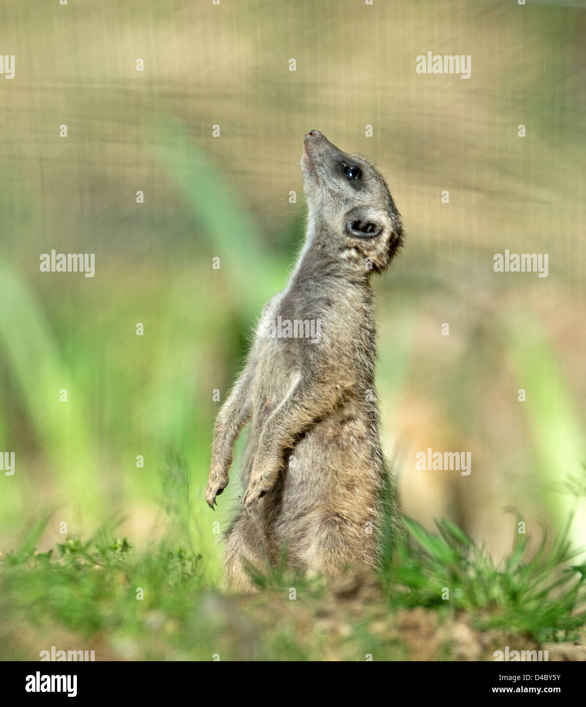 MEERKAT, Lynx lynx. Banque D'Images