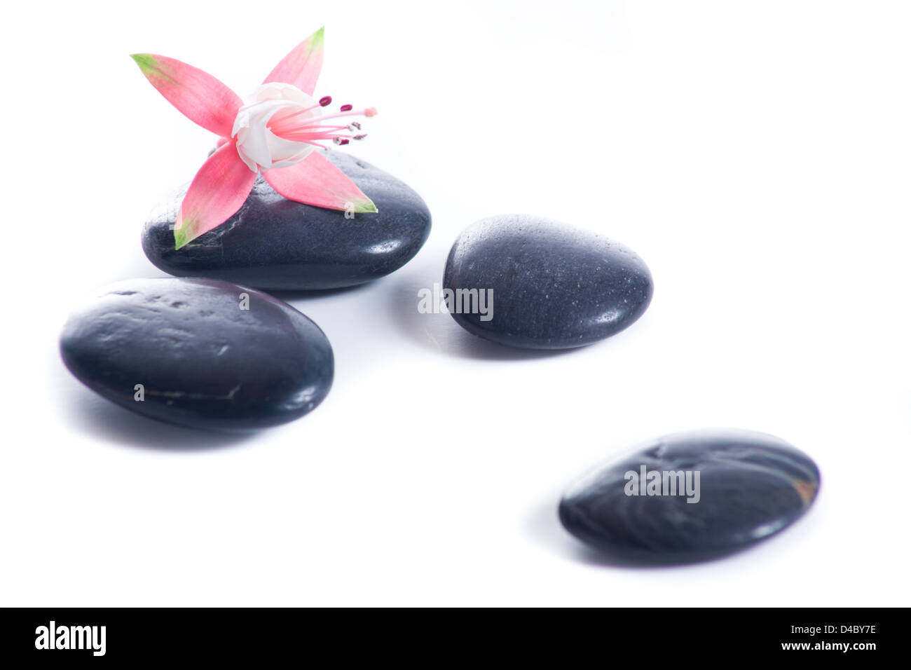 Pierres Zen avec des fleurs roses isolated on white Banque D'Images