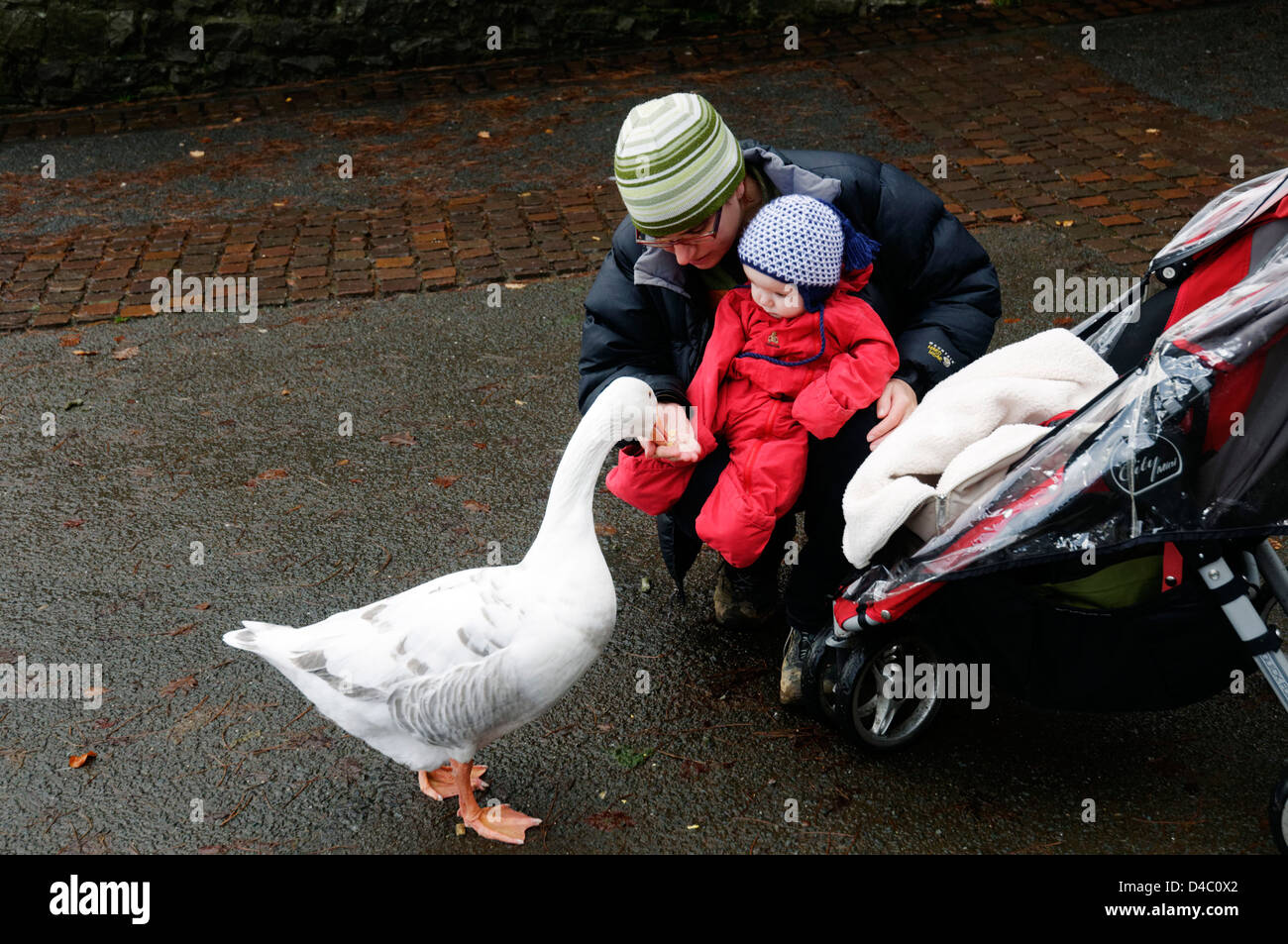 Une Mere Et Son Bebe Nourrir Les Canards Et Oies Photo Stock Alamy