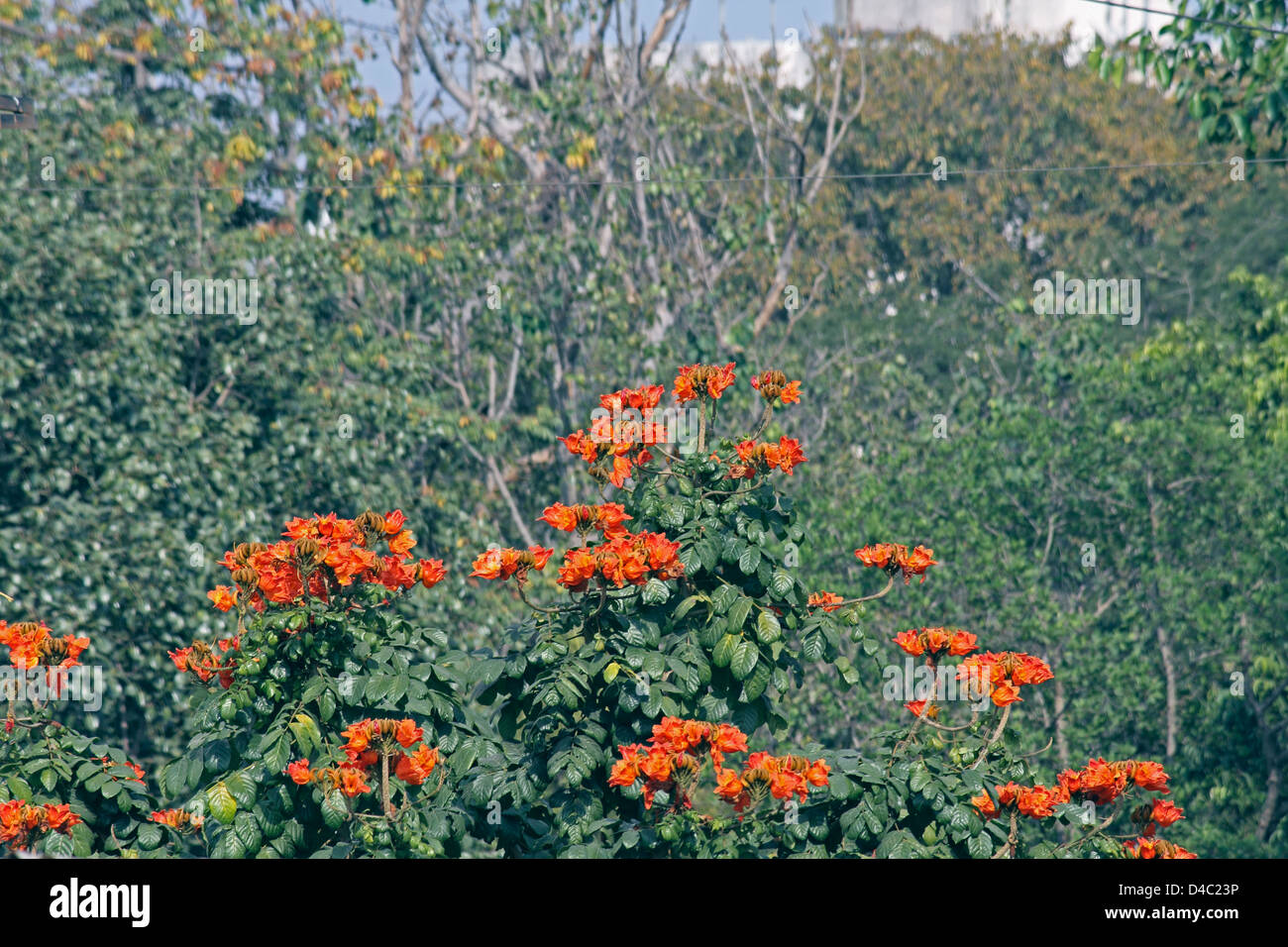 African tulip tree, Spathodea campanulata, Fountaintree Banque D'Images