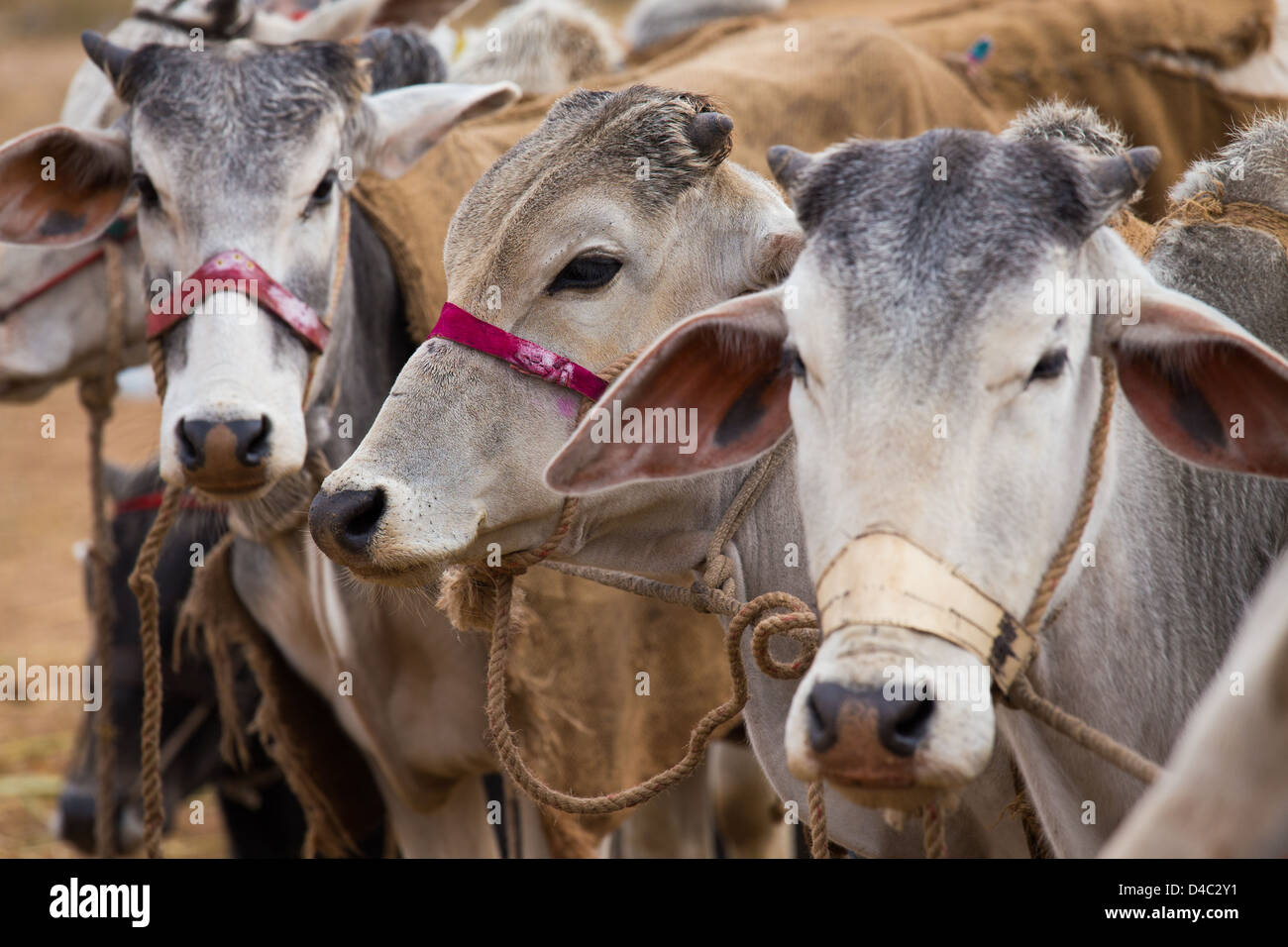 Le bétail Nagaur, équitable, Nagaur Rajasthan, Inde Banque D'Images