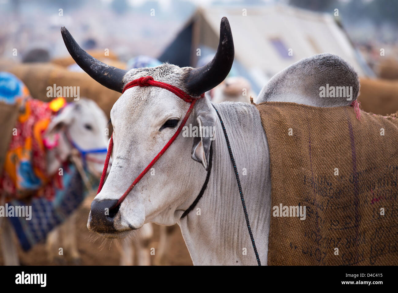 Le bétail Nagaur, équitable, Nagaur Rajasthan, Inde Banque D'Images