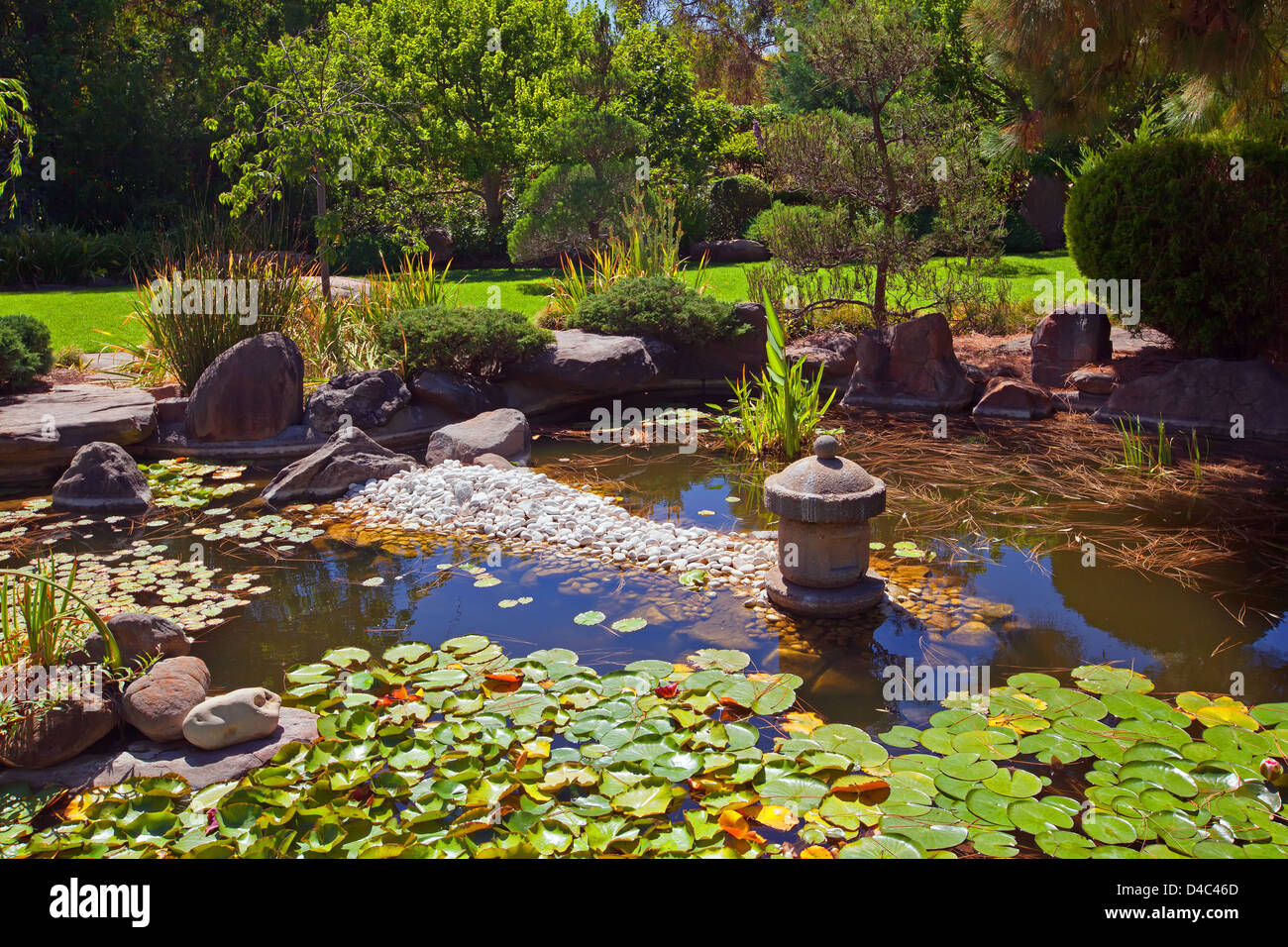 Arbre de jardin japonais de l'eau étang Roseaux Roseaux lys lys Jardin Japonais dans le sud du parc d'Adélaïde en Banque D'Images