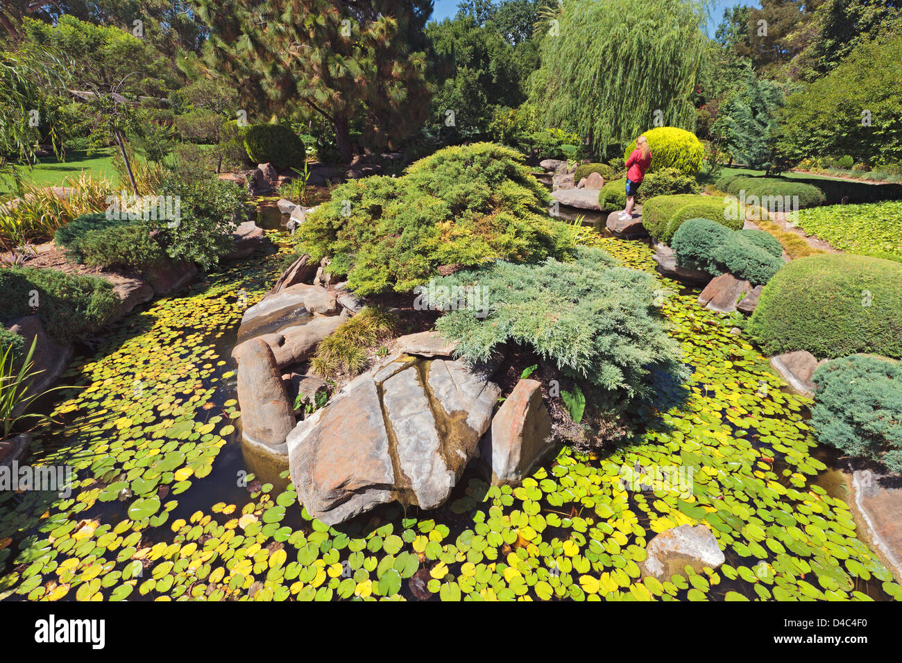 Arbre généalogique personne femme eau Roseaux Roseaux nénuphars nénuphar Jardin Japonais dans le sud du parc d'Adélaïde en Australie du Sud Banque D'Images