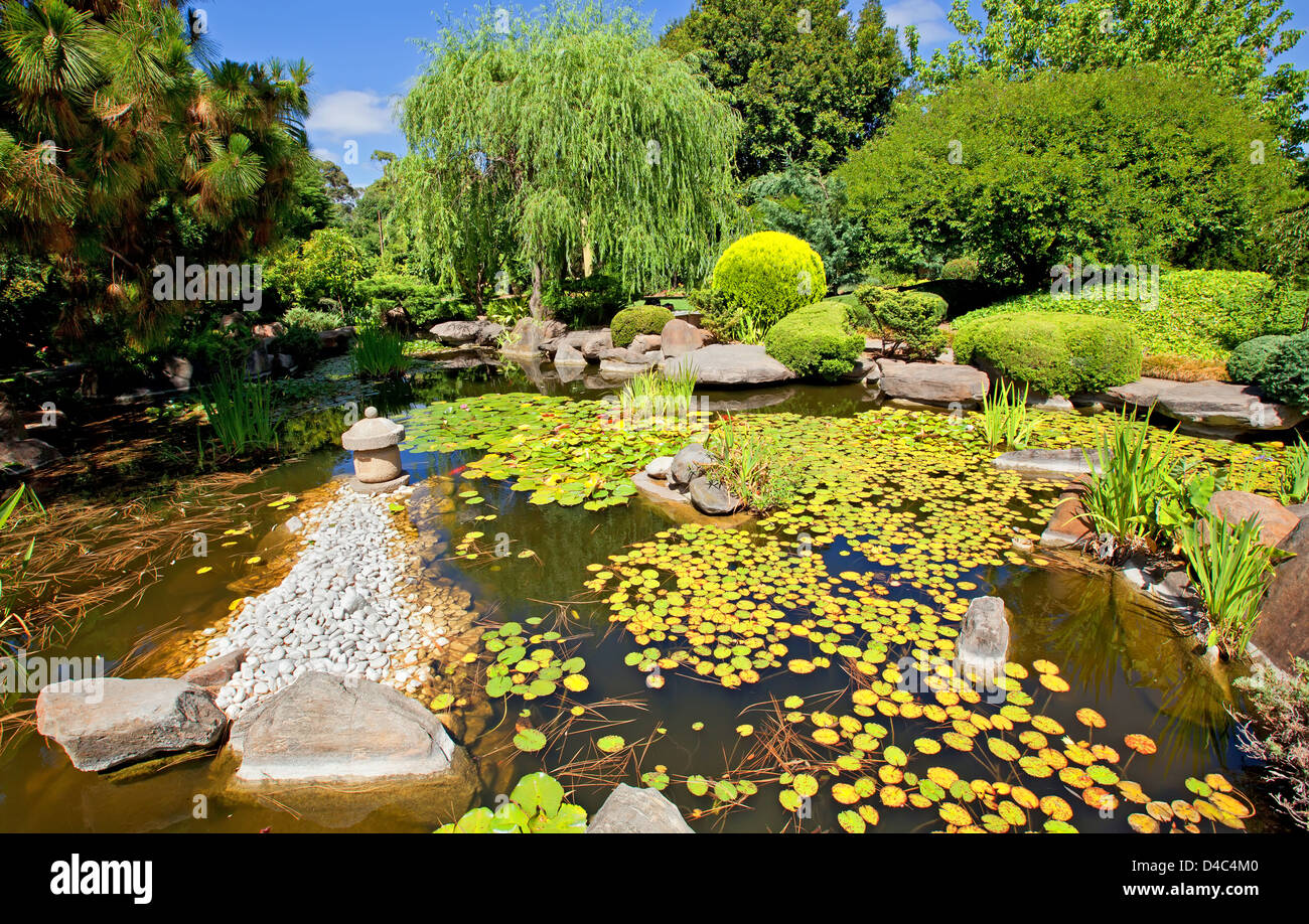 Arbre de jardin japonais de l'eau étang Roseaux Roseaux lys lys Jardin Japonais dans le sud du parc d'Adélaïde en Australie du Sud Banque D'Images