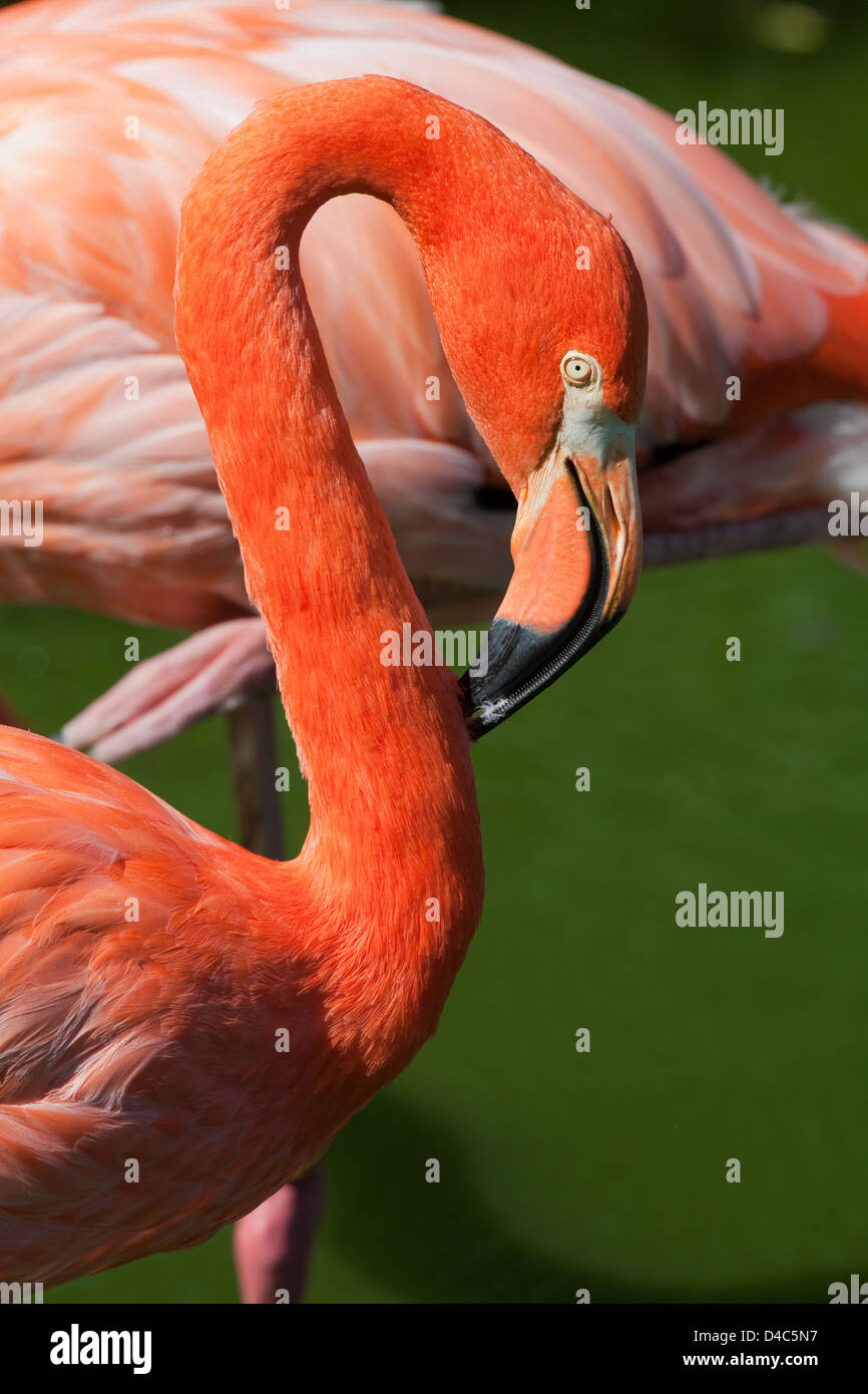 Une facture de flamant rose Banque de photographies et d’images à haute ...