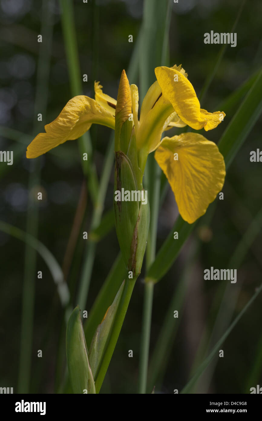 Drapeau jaune ou iris jaune (Iris pseudacorus).On trouve dans la communauté végétale dans un terrain marécageux autour des bords des étangs, des cours d'eau Banque D'Images