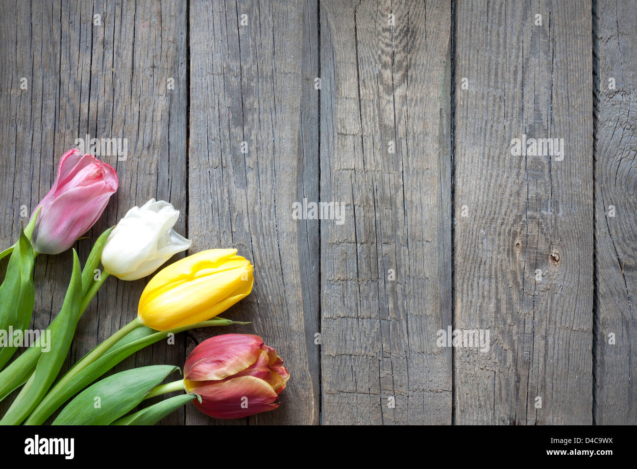 Les tulipes sur planches en bois vintage concept d'arrière-plan Banque D'Images