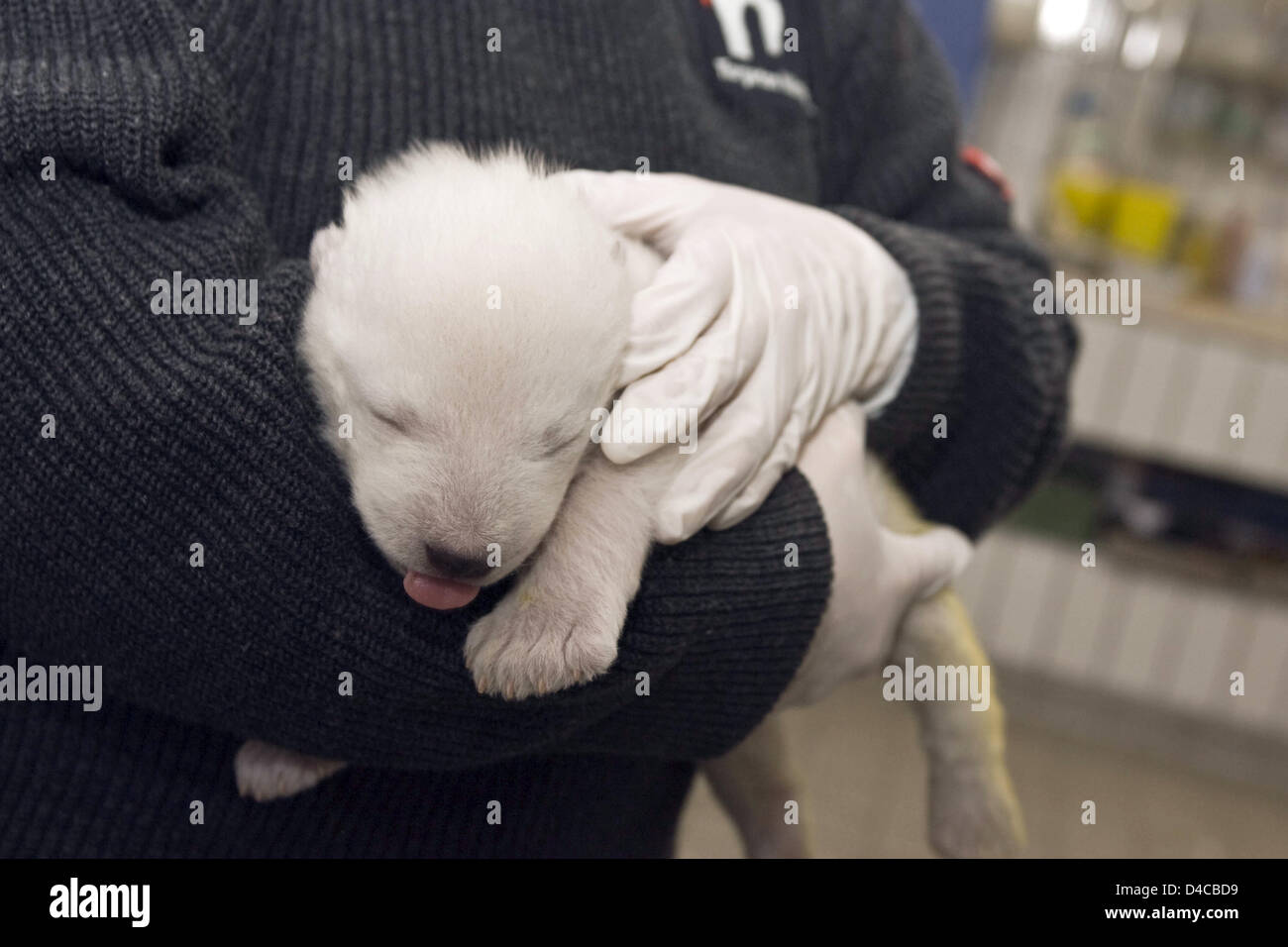 Le document non daté par la ville de Nuremberg présente le bébé de l'ours polaire 'Vera' au zoo de Nuremberg de Tiergarten, à Nuremberg, Allemagne, 10 janvier 2008. La femelle cub se porte bien après la deuxième nuit sans sa mère. C'est nourri toutes les quatre heures et dort entre les deux. Les gardiens de zoo prendre soin du jeune ours polaire dans les changements. Photo : ville de Nuremberg Banque D'Images