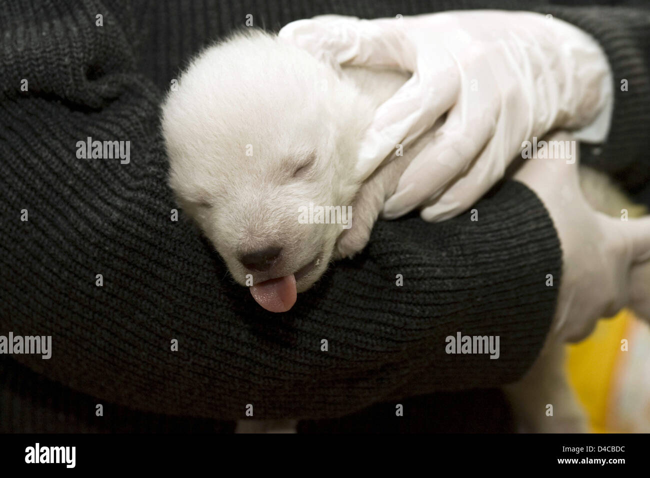 Le document non daté par la ville de Nuremberg présente le bébé de l'ours polaire 'Vera' au zoo de Nuremberg de Tiergarten, à Nuremberg, Allemagne, 10 janvier 2008. La femelle cub se porte bien après la deuxième nuit sans sa mère. C'est nourri toutes les quatre heures et dort entre les deux. Les gardiens de zoo prendre soin du jeune ours polaire dans les changements. Photo : ville de Nuremberg Banque D'Images