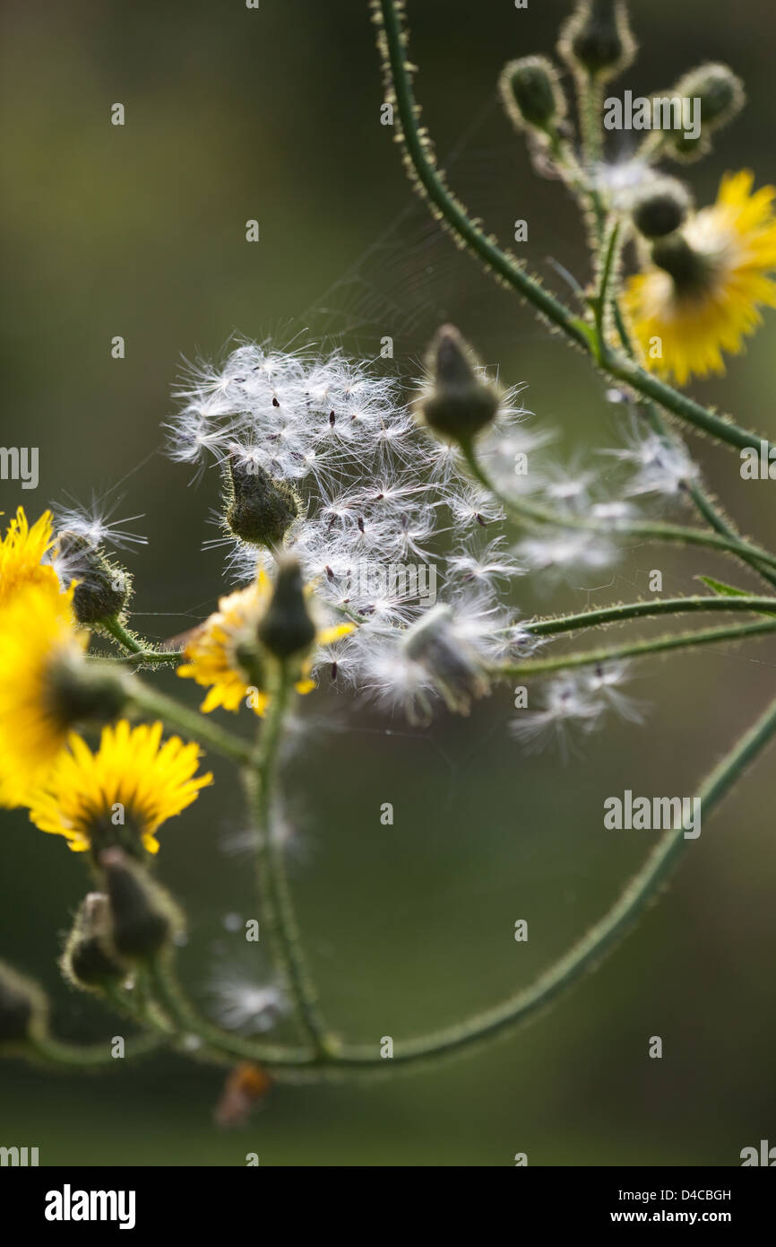 Le laiteron (Sonchus asper). Et de fleurs ; la tête. Graines dispersées par le vent. Banque D'Images