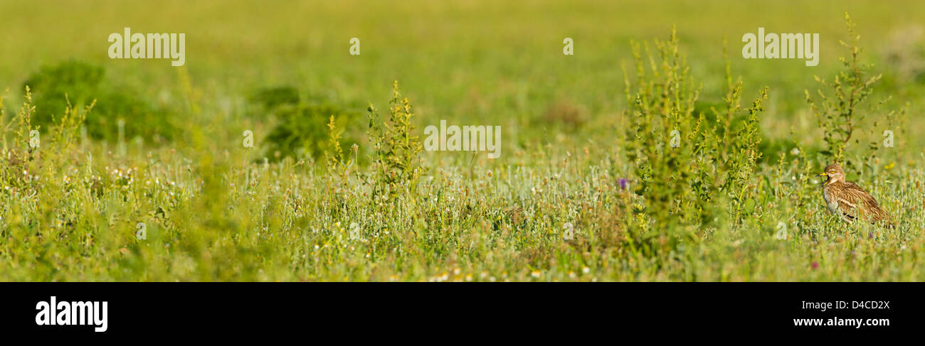 Oedicnème criard Burhinus bistriatus, Banque D'Images