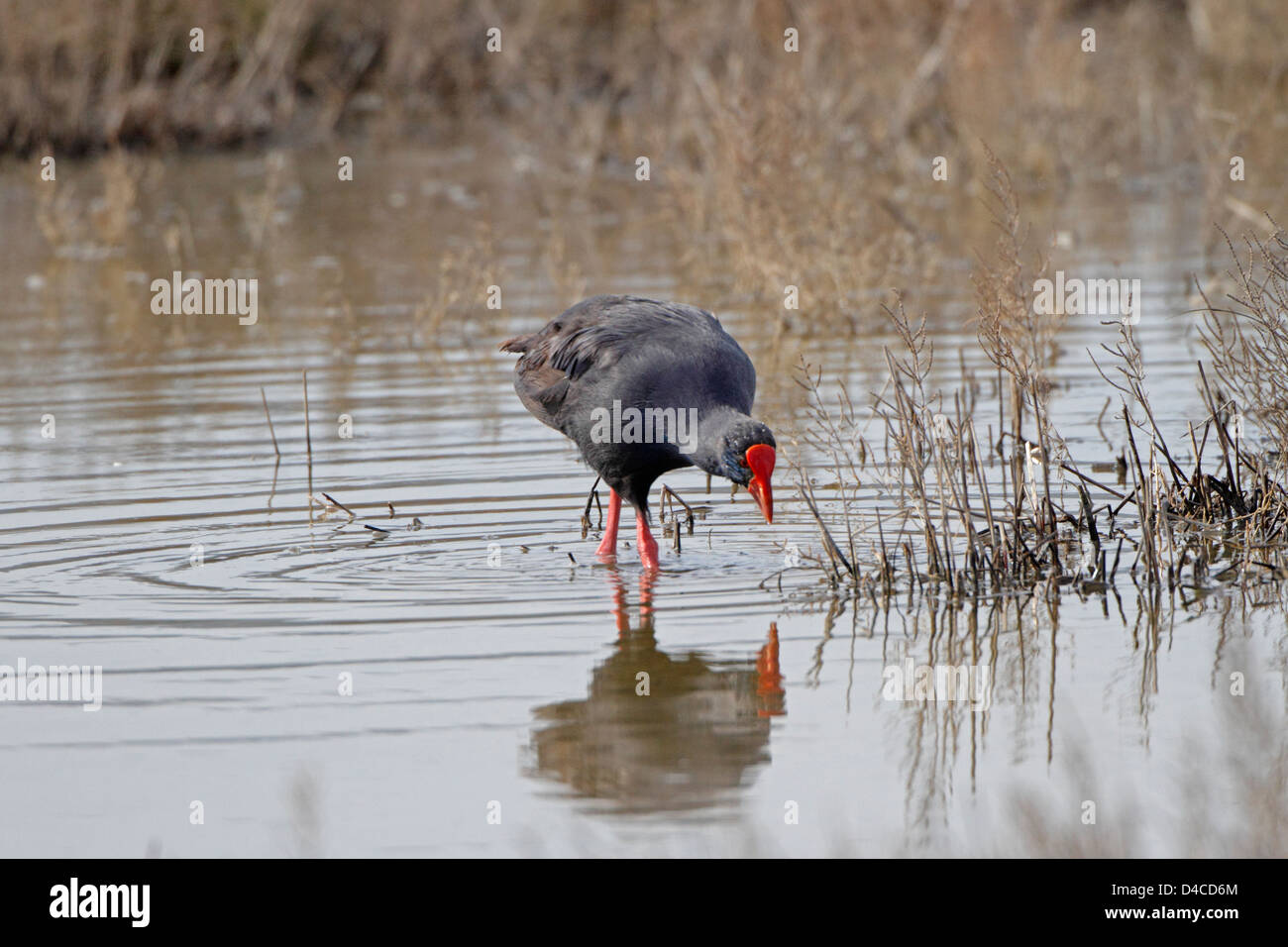 Purple Swamp-hen Banque D'Images