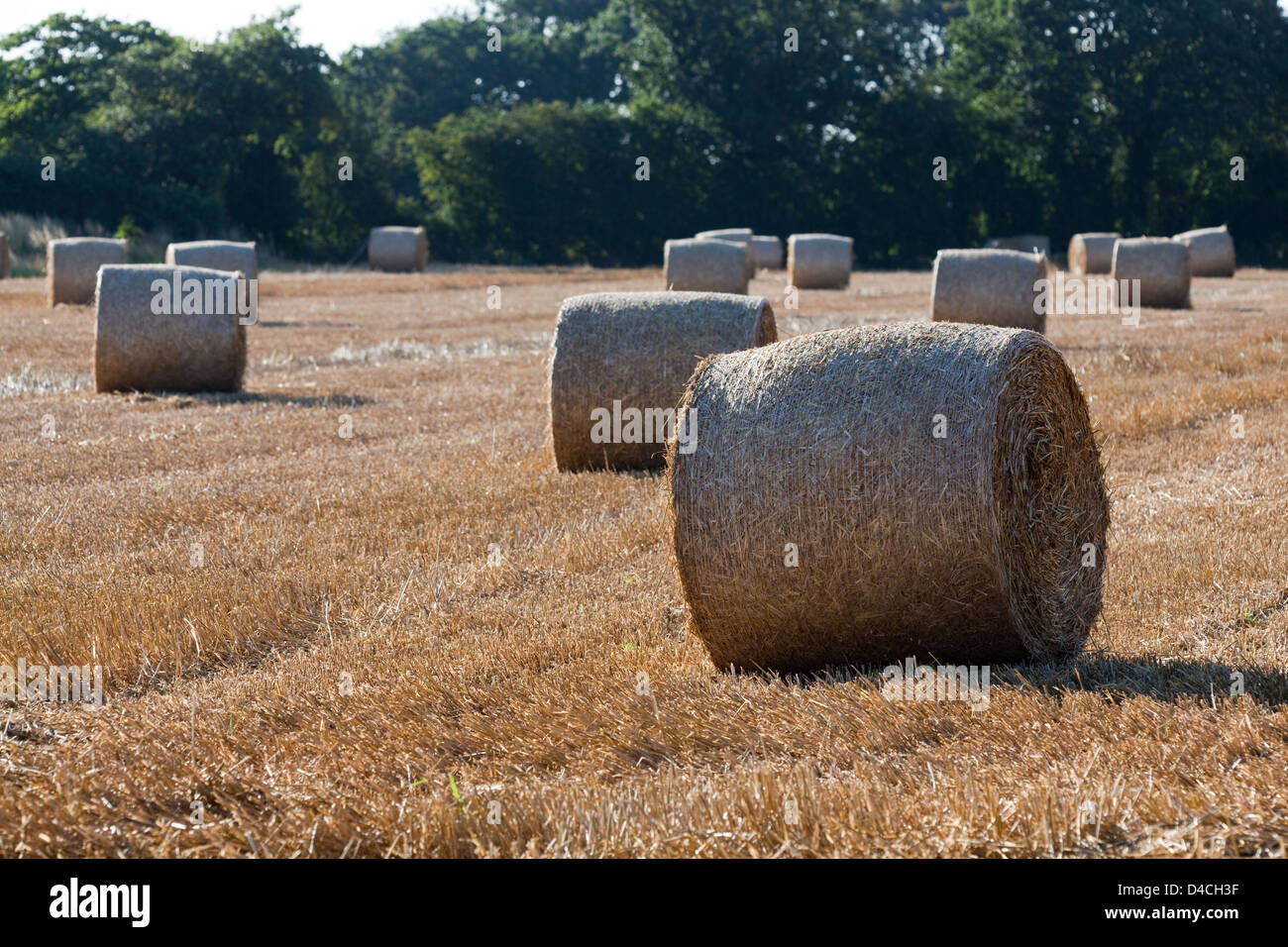 Combiner les céréales récoltées Champ avec des bottes de paille rondes en attente de collecte. Banque D'Images