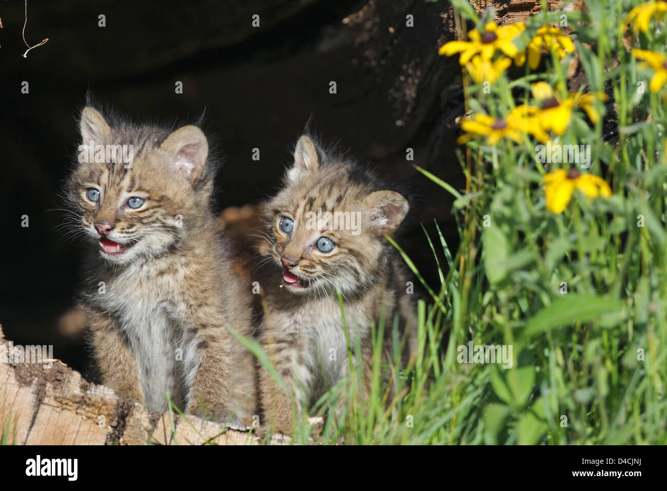 Deux jeunes oursons bobcat (lat. : Felis rufa) s'asseoir dans un arbre creux dans le Minnesota, USA, 2007. Photo : Ronald Wittek Banque D'Images