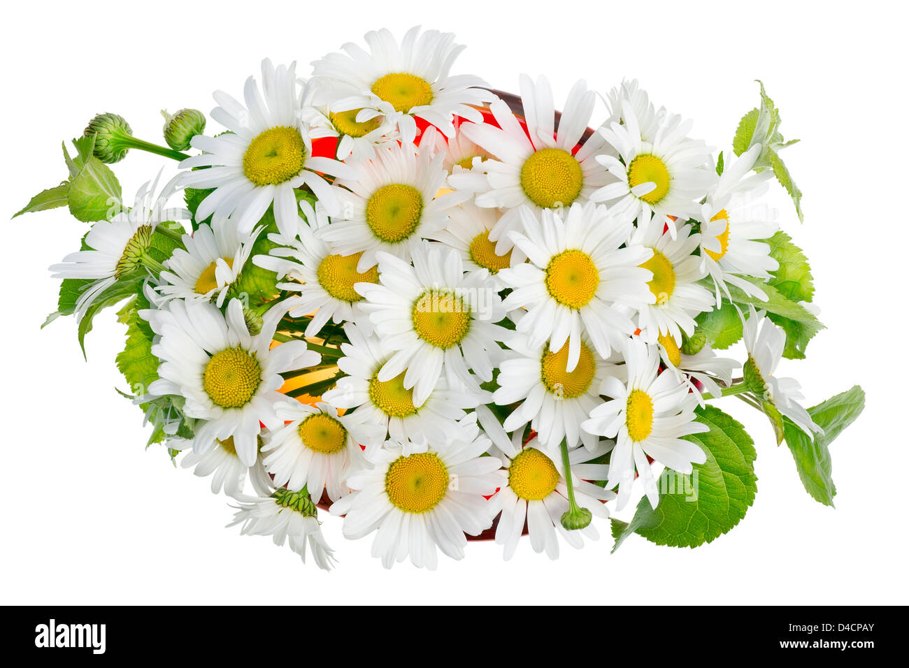 Bouquet minimaliste numéro 20 - camomille fleurs marguerites blanc macro dans vase en verre rouge isolé. Vue d'en haut Banque D'Images