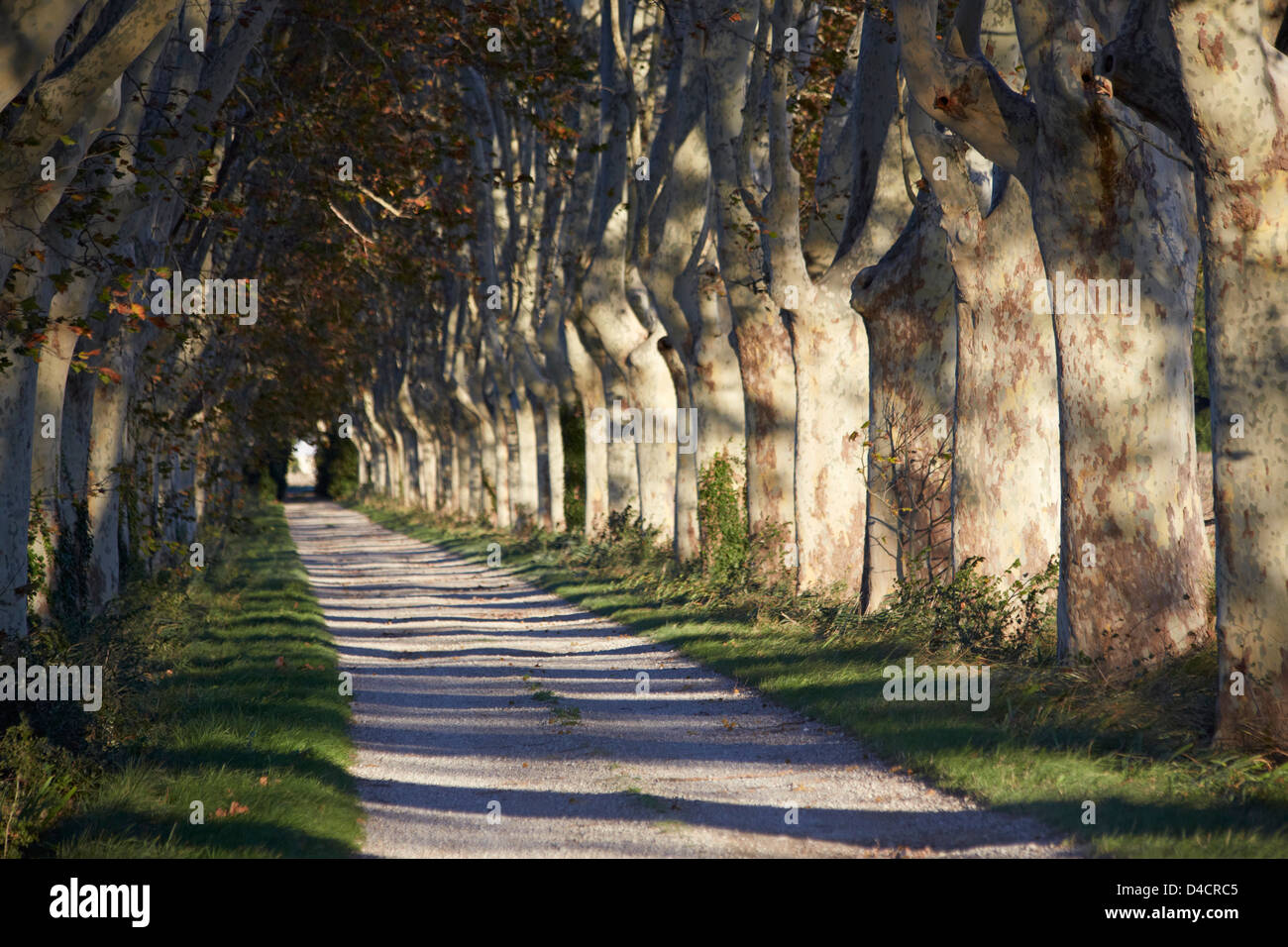 Arbre plan avenue à l'automne, Aix-en-Provence, France Banque D'Images