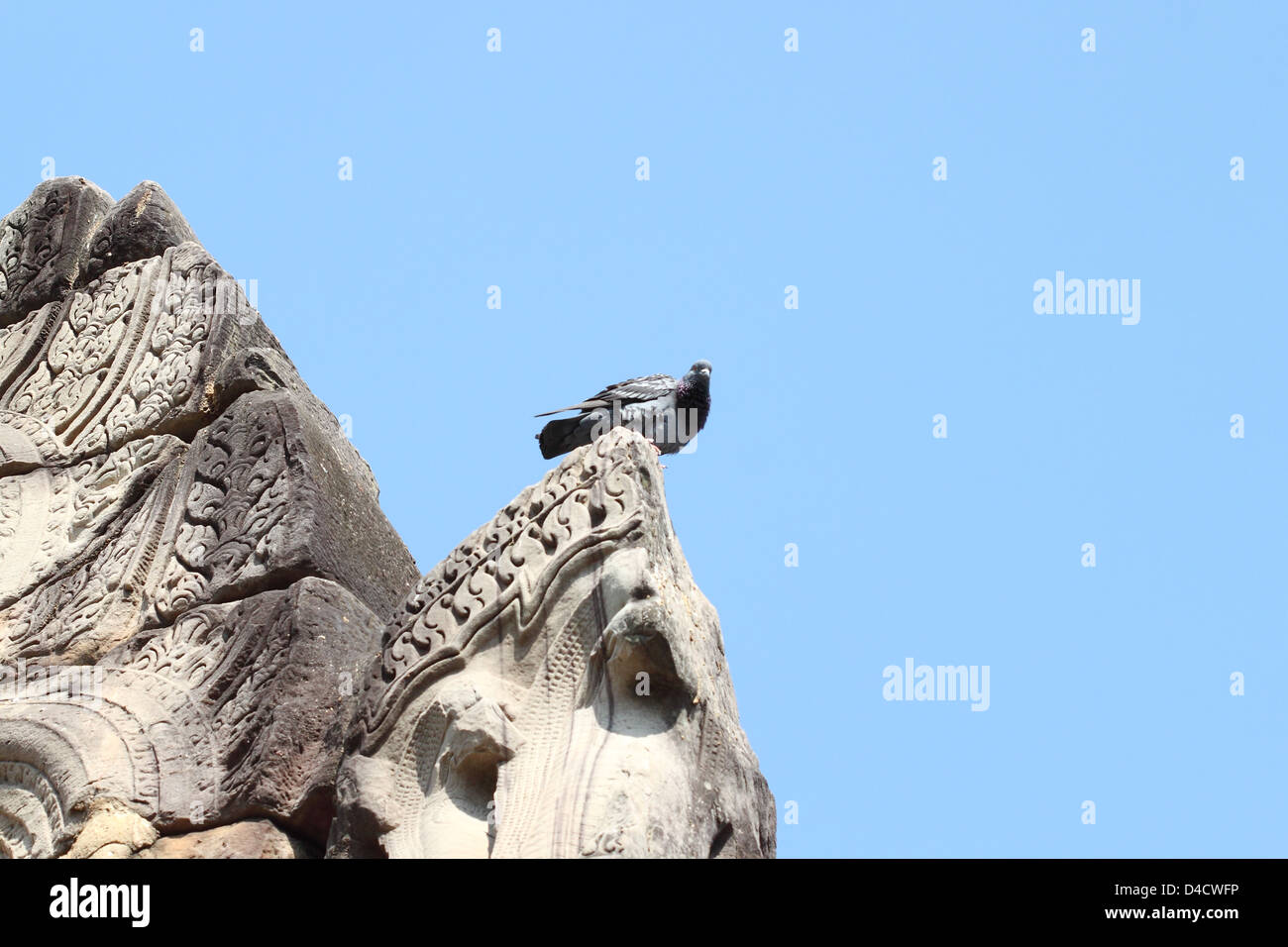 Le pigeon s'asseoir sur la pierre ancienne avec ciel bleu Banque D'Images